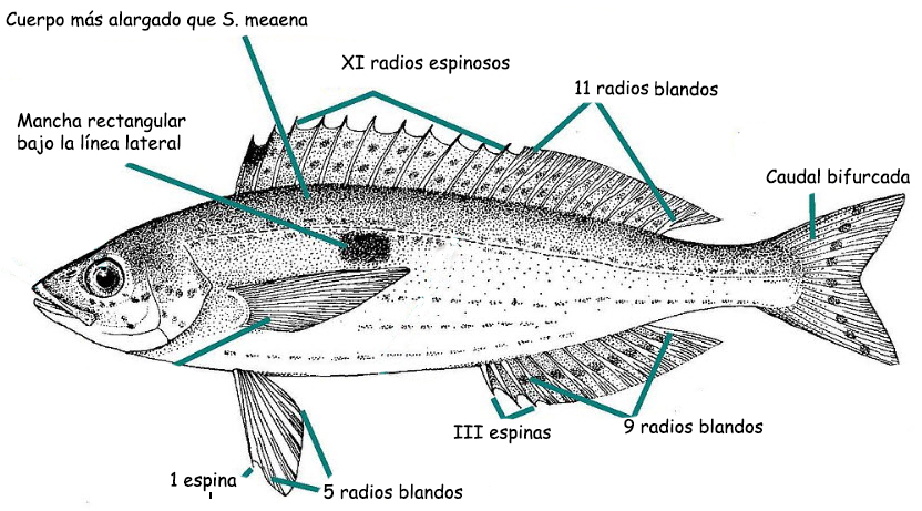 Spicara smaris_001.jpg